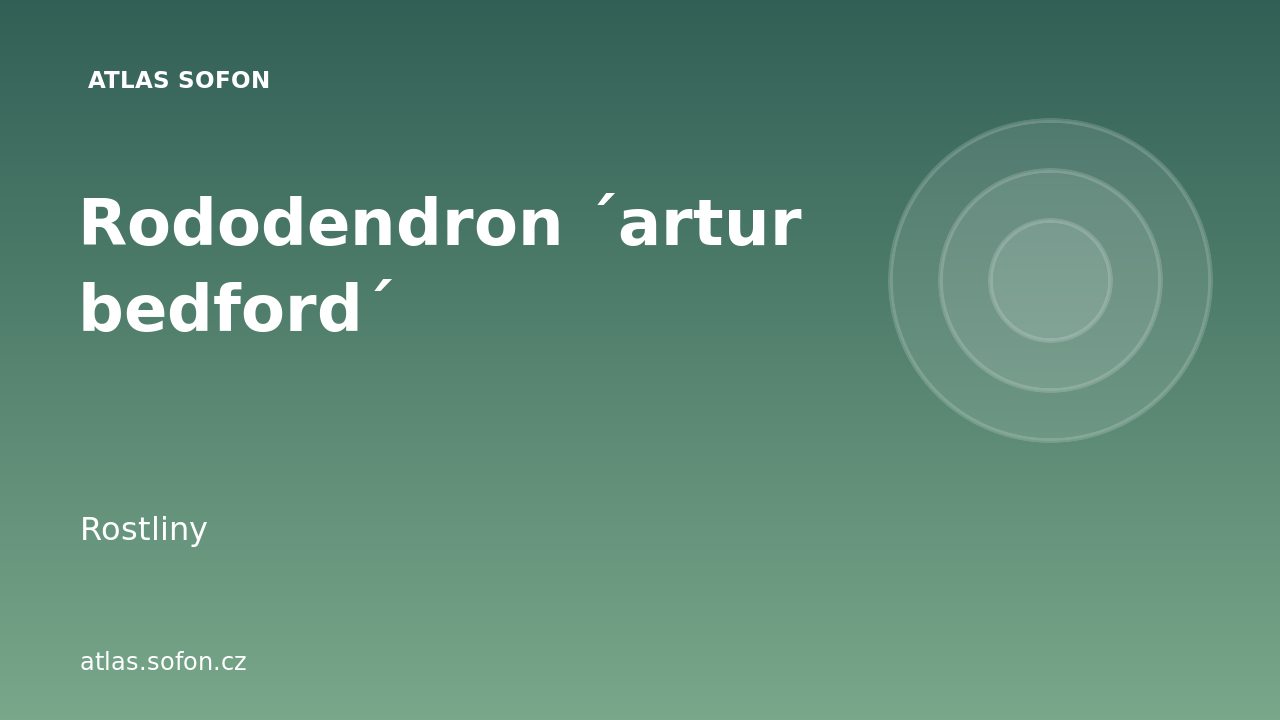 Rododendron ´artur bedford´