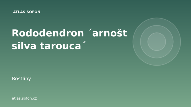 Rododendron ´arnošt silva tarouca´ Rododendron ´arnošt silva tarouca´
