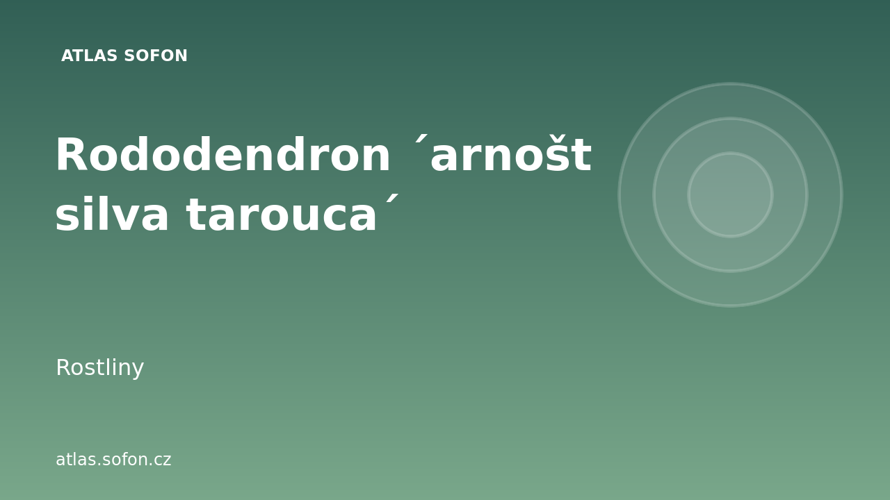 Rododendron ´arnošt silva tarouca´