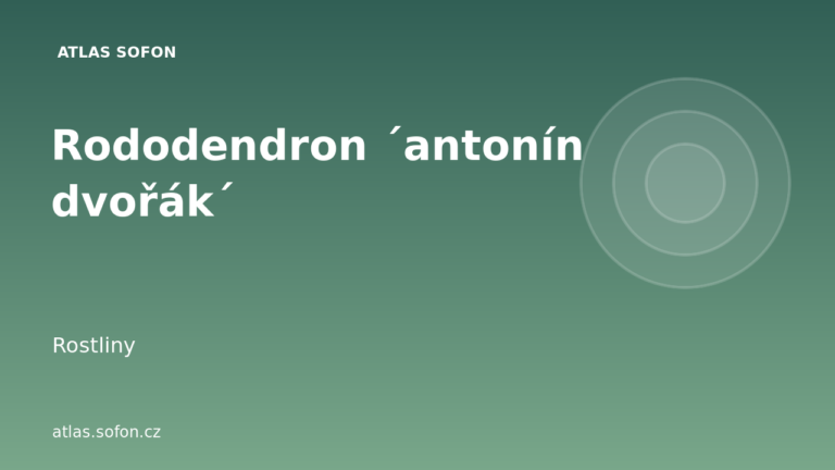 Rododendron ´antonín dvořák´