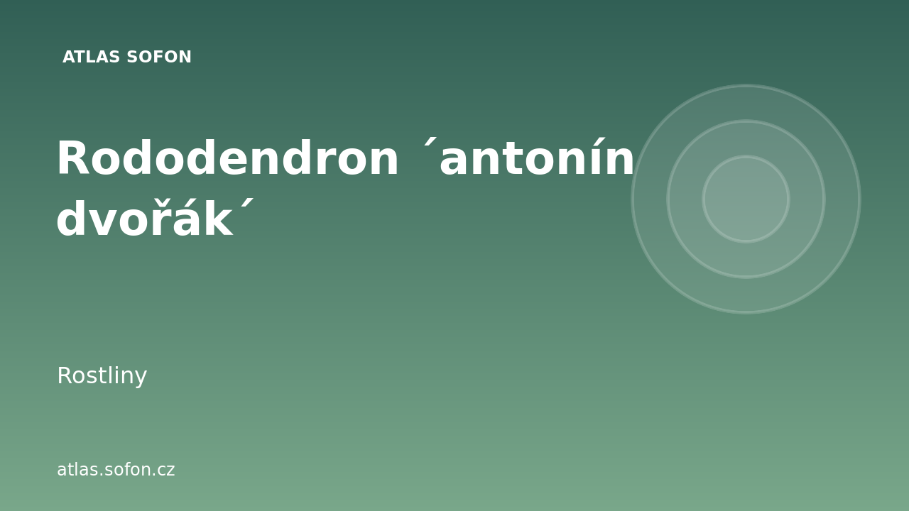 Rododendron ´antonín dvořák´