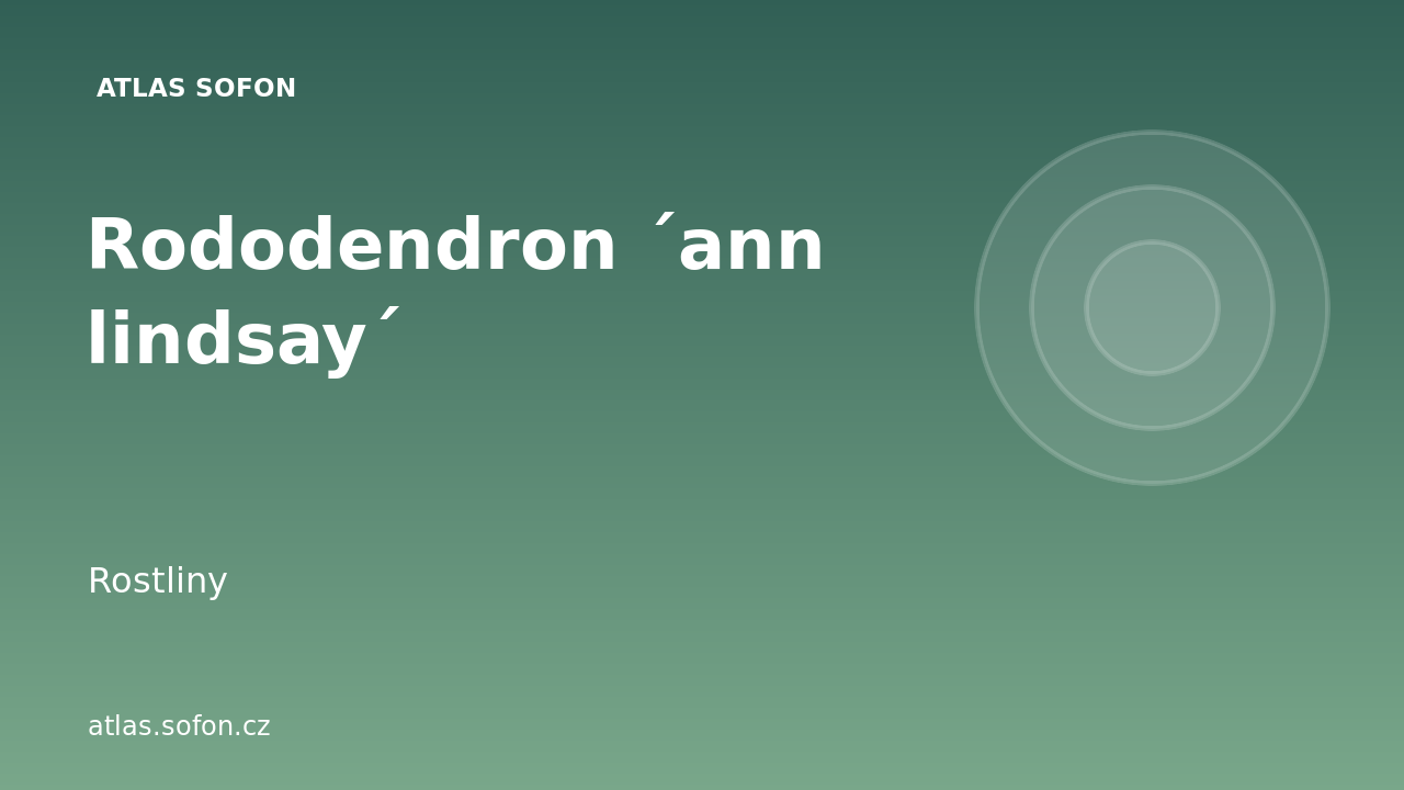 Rododendron ´ann lindsay´