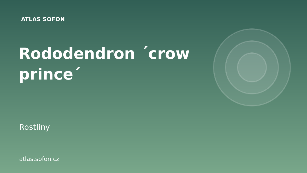 Rododendron ´crow prince´