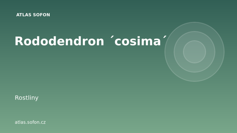 Rododendron ´cosima´