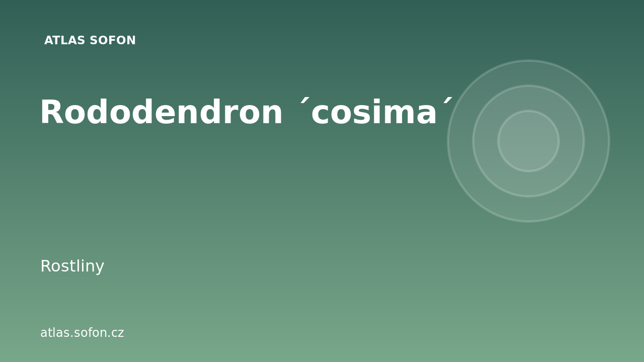Rododendron ´cosima´