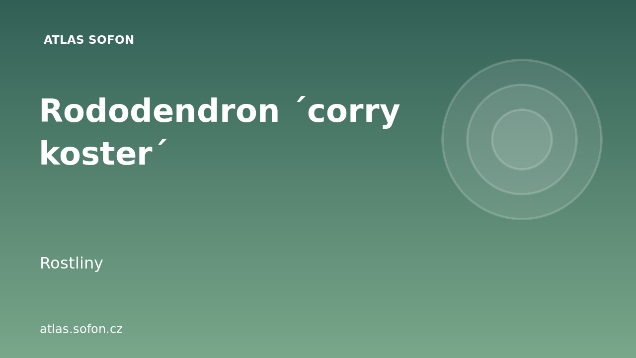 Rododendron ´corry koster´