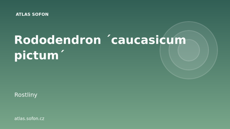 Rododendron ´caucasicum pictum´