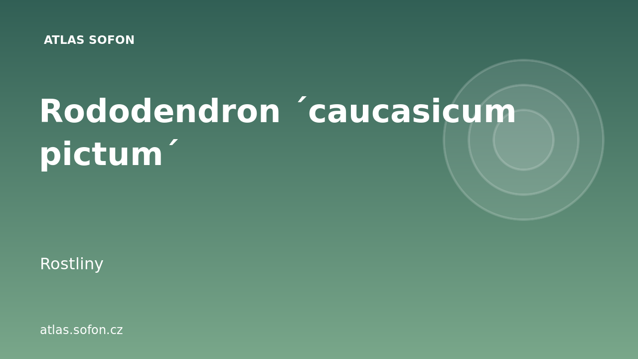 Rododendron ´caucasicum pictum´