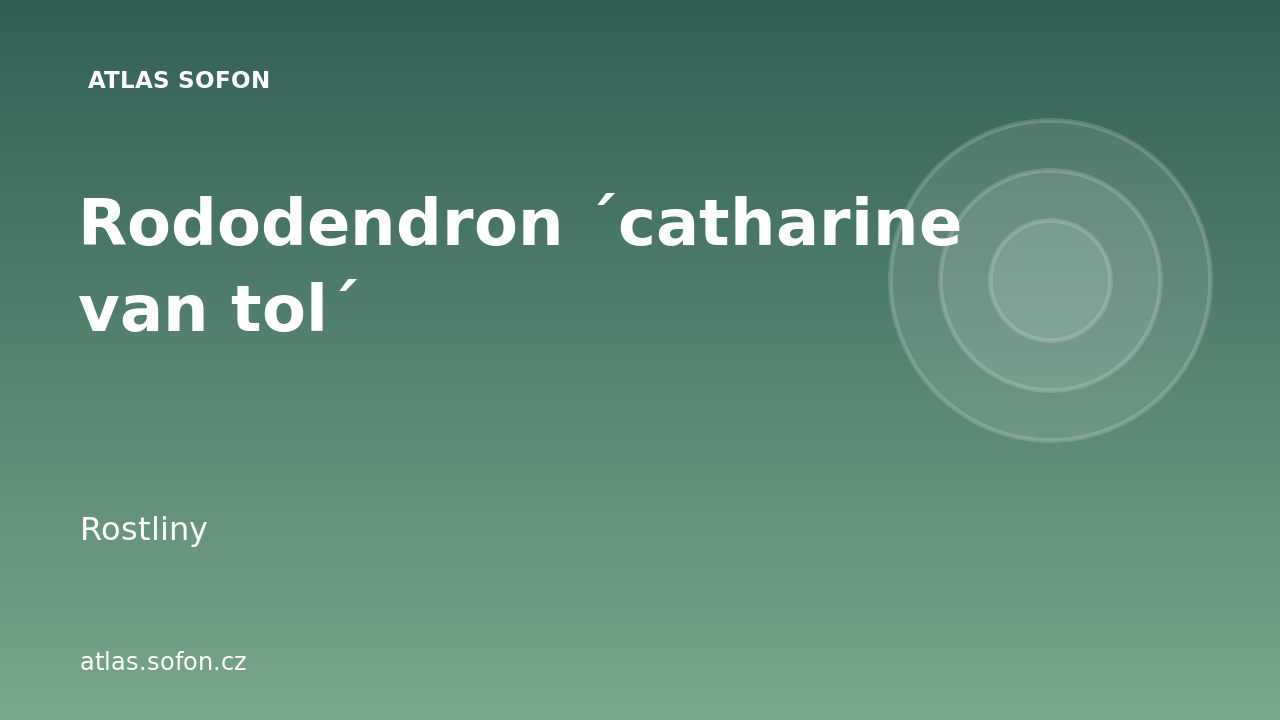 Rododendron ´catharine van tol´