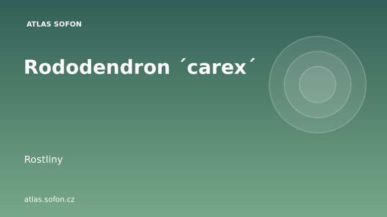 Rododendron ´carex´