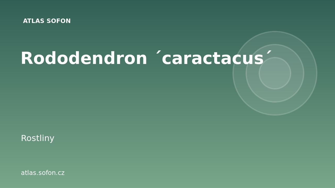 Rododendron ´caractacus´