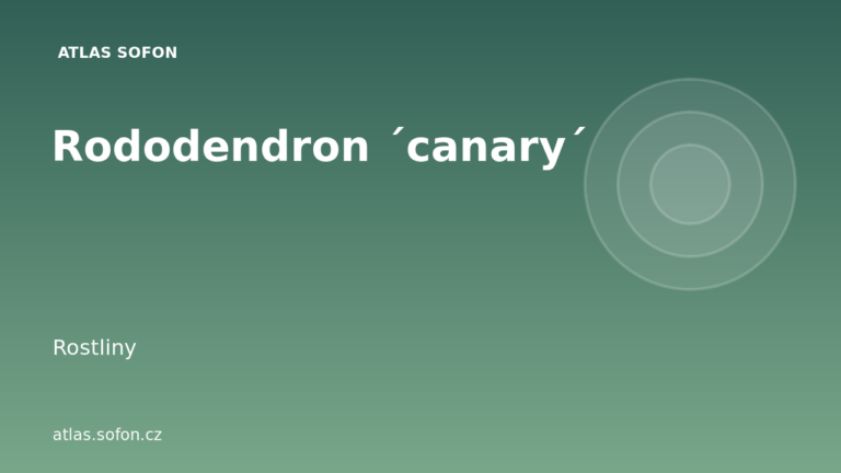 Rododendron ´canary´