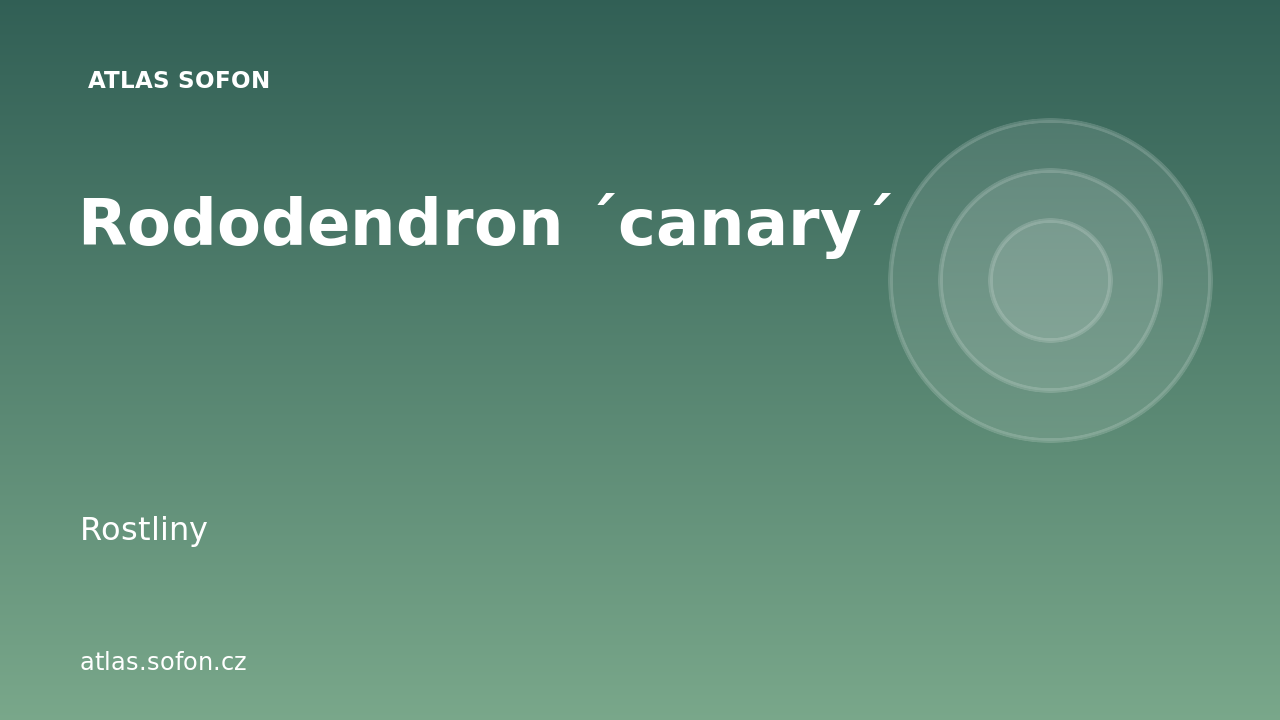 Rododendron ´canary´