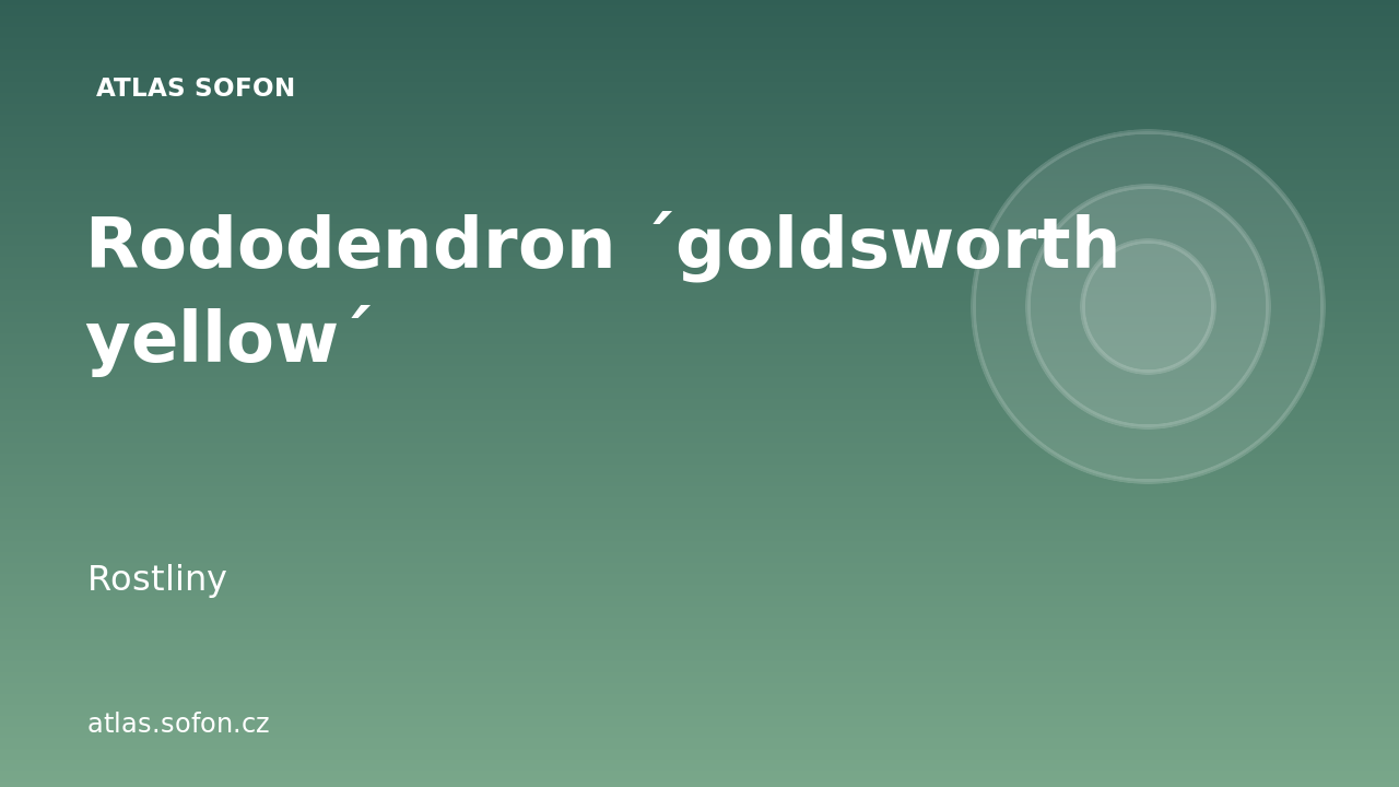 Rododendron ´goldsworth yellow´