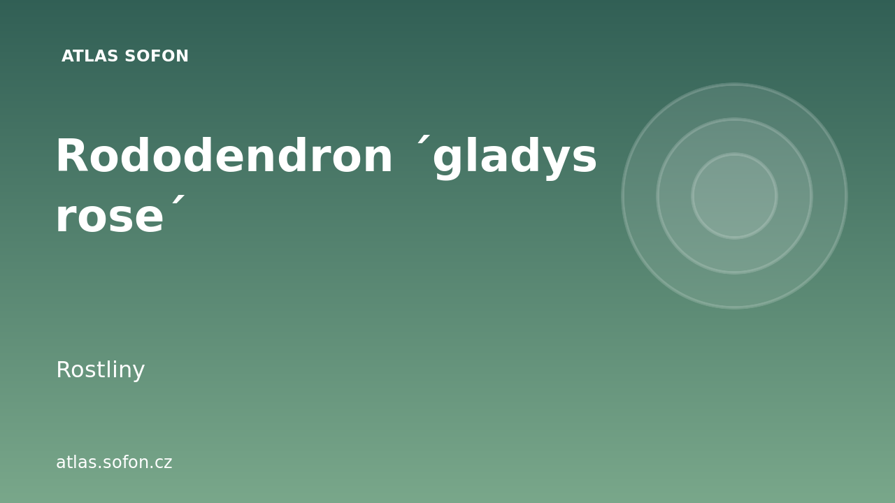 Rododendron ´gladys rose´