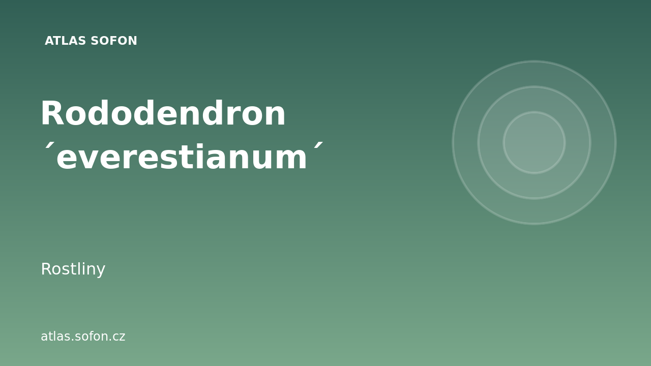 Rododendron ´everestianum´