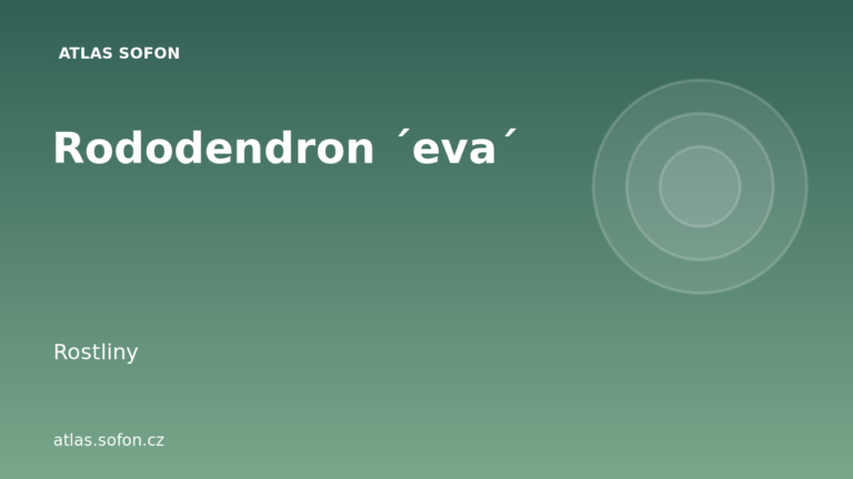 Rododendron ´eva´
