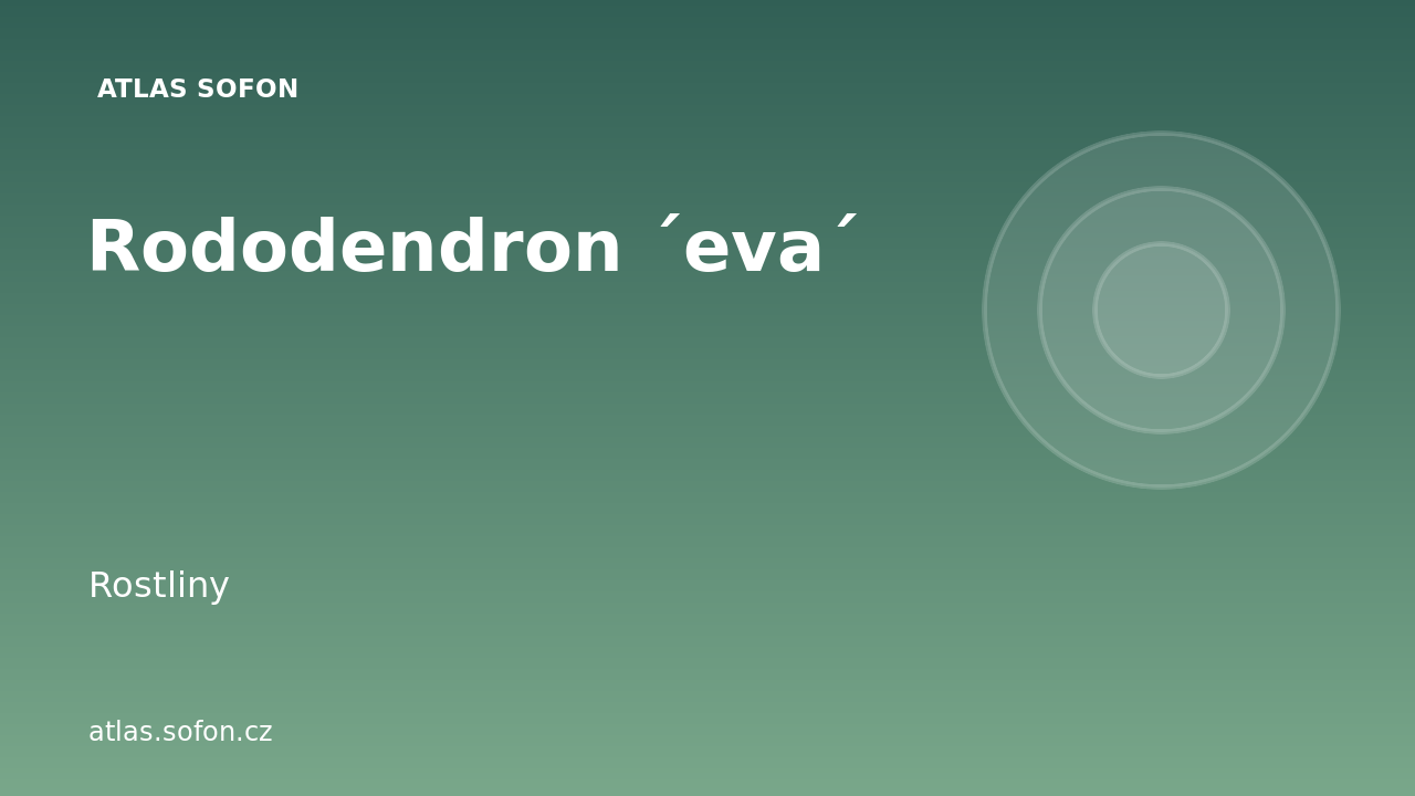 Rododendron ´eva´