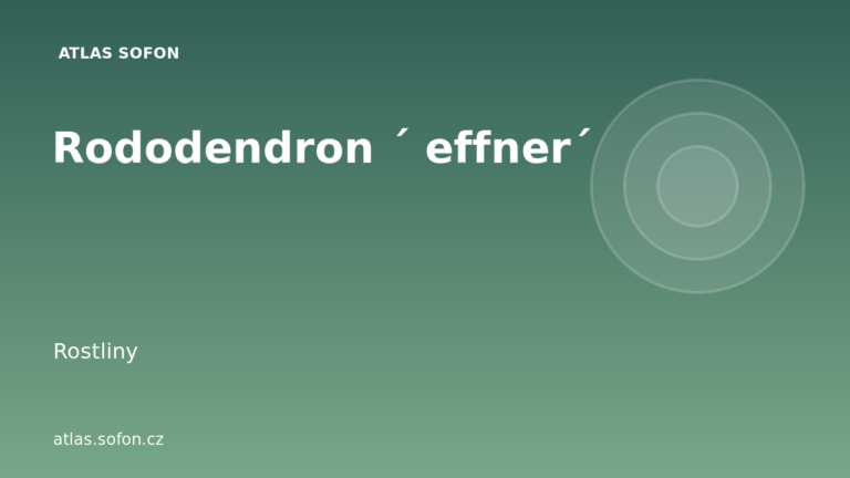 Rododendron ´ effner´