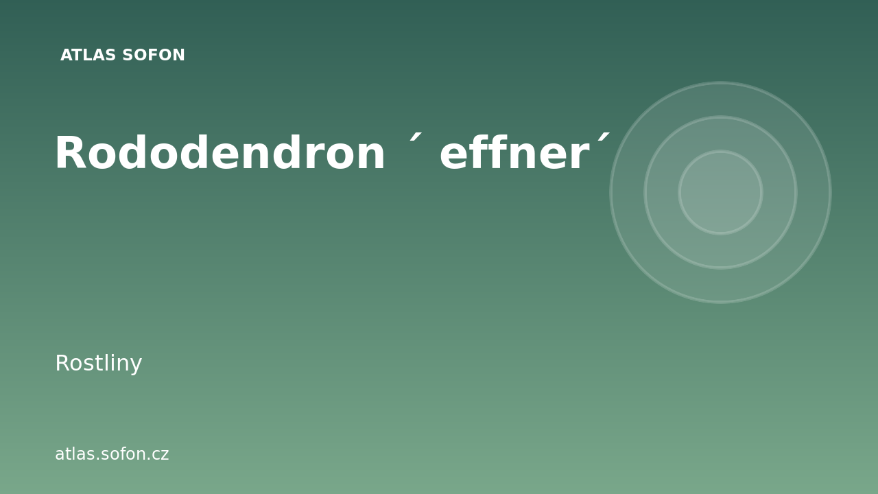 Rododendron ´ effner´