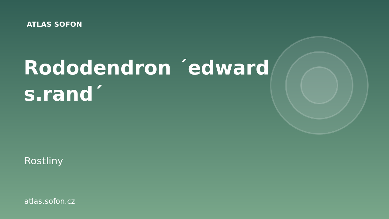Rododendron ´edward s.rand´
