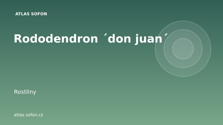 Rododendron ´don juan´