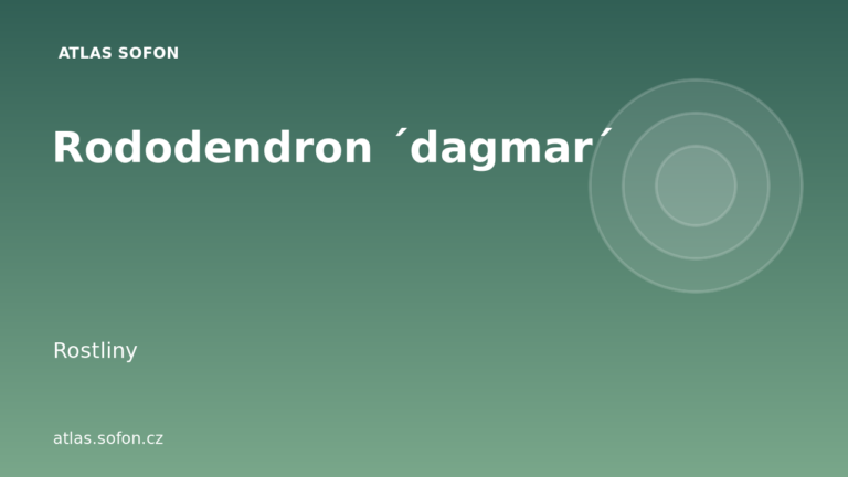Rododendron ´dagmar´