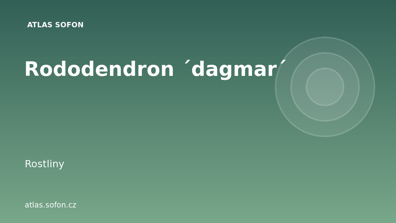 Rododendron ´dagmar´