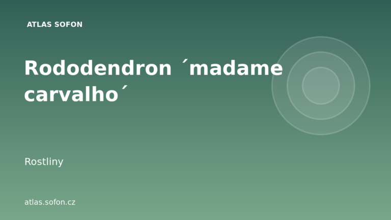 Rododendron ´madame carvalho´