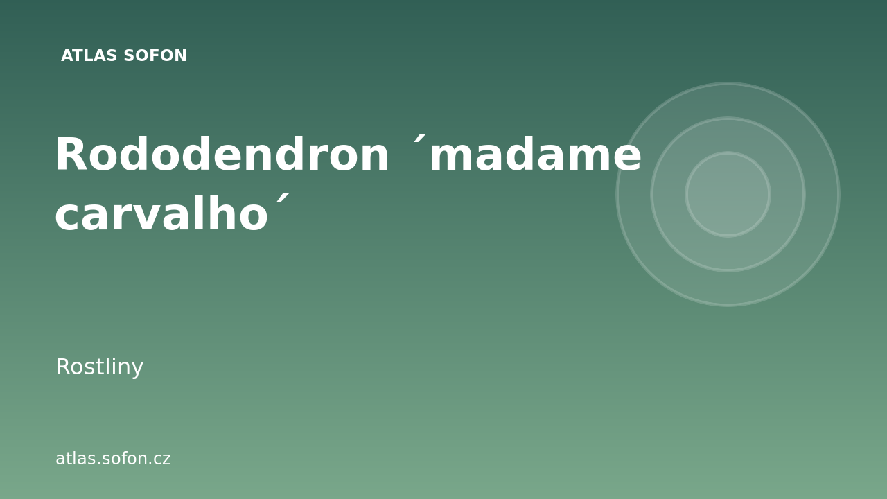 Rododendron ´madame carvalho´