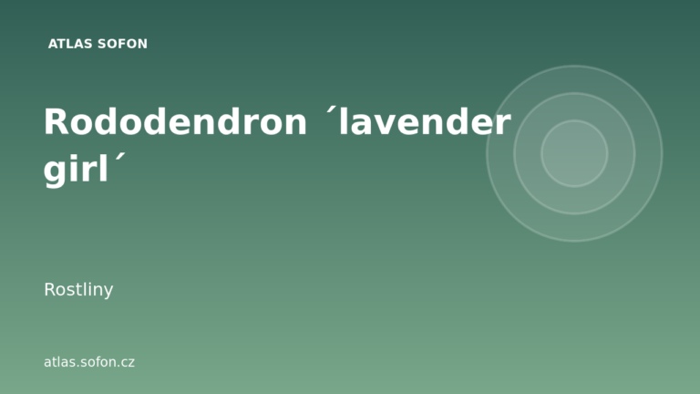 Rododendron ´lavender girl´