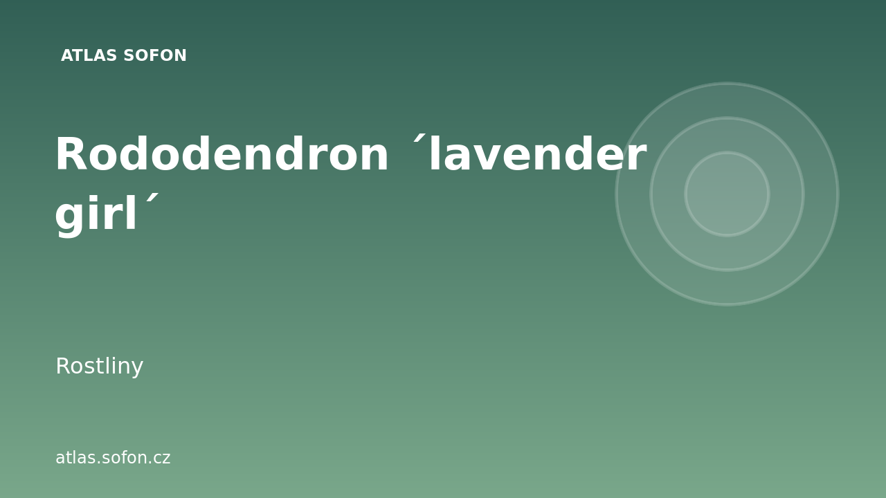 Rododendron ´lavender girl´