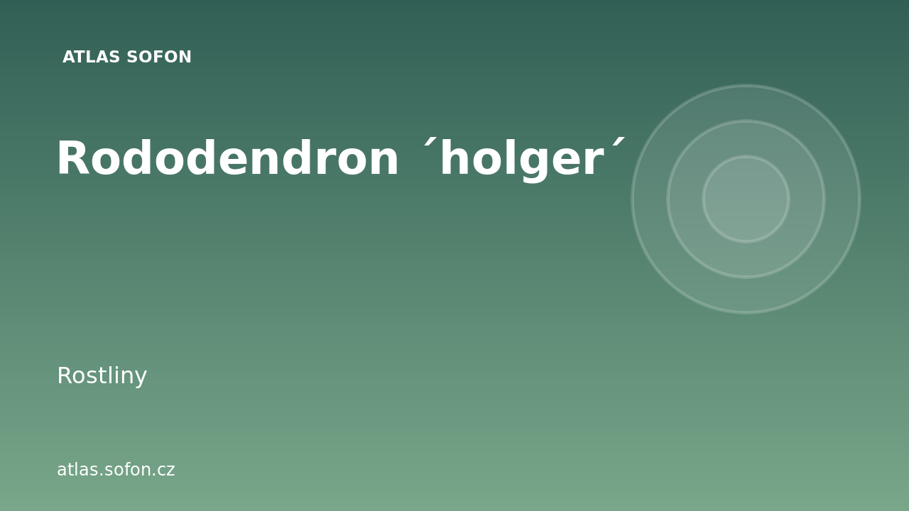 Rododendron ´holger´