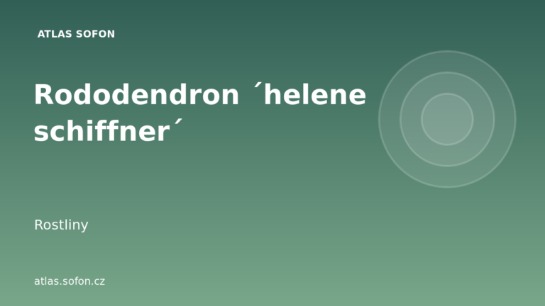 Rododendron ´helene schiffner´