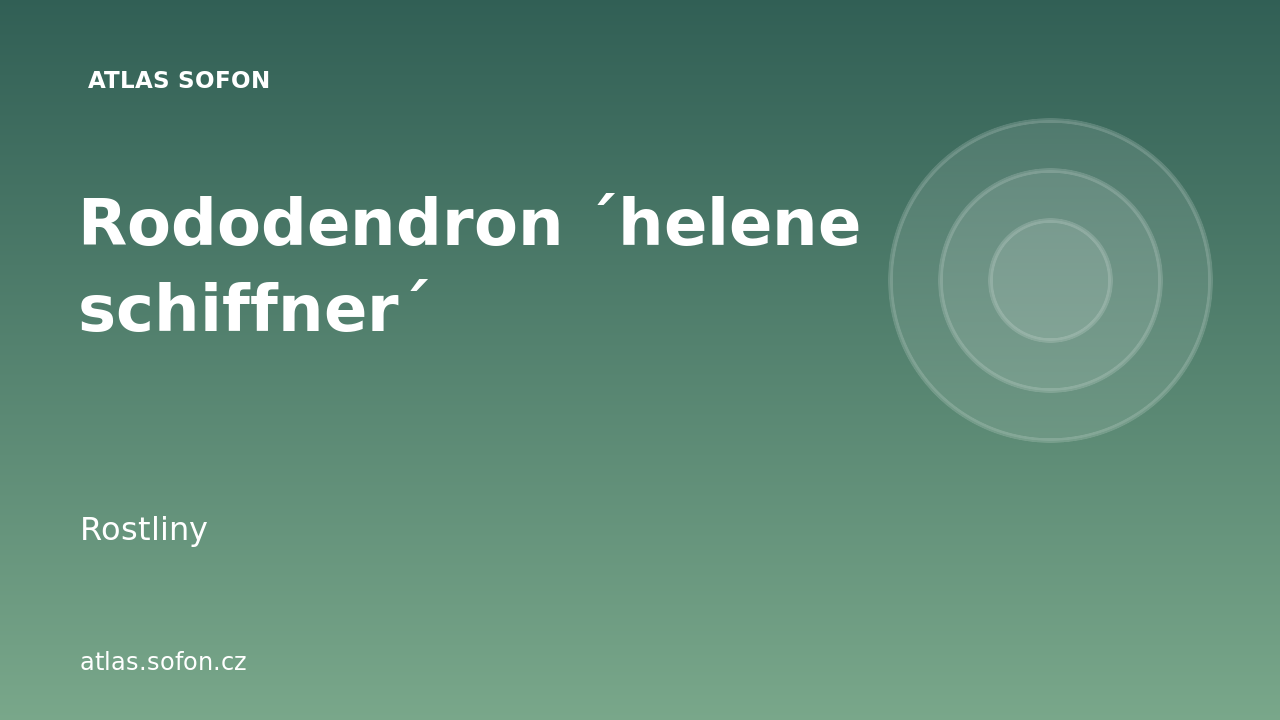 Rododendron ´helene schiffner´