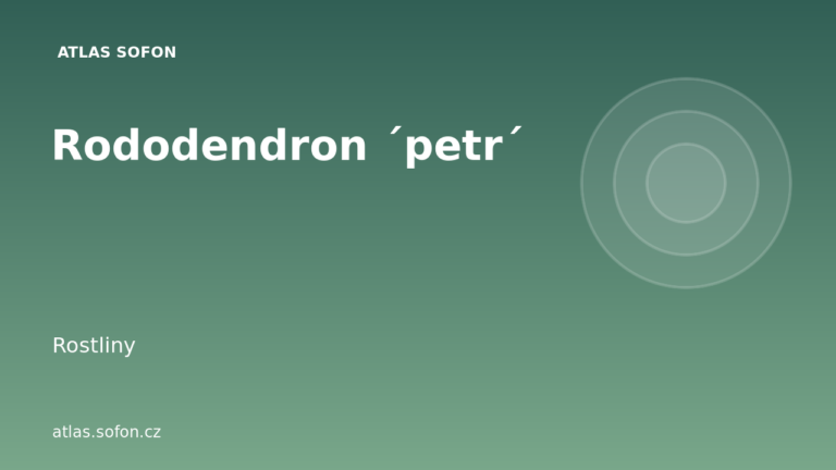 Rododendron ´petr´