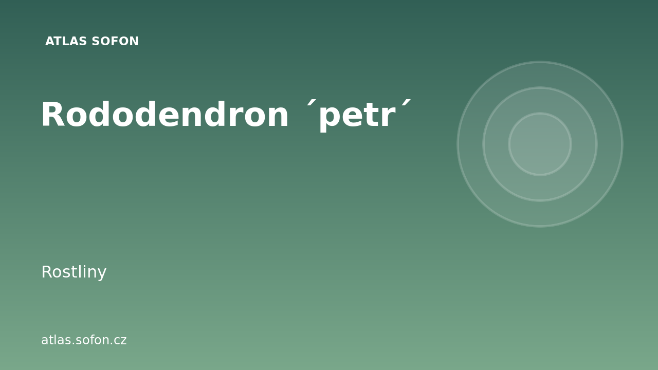 Rododendron ´petr´
