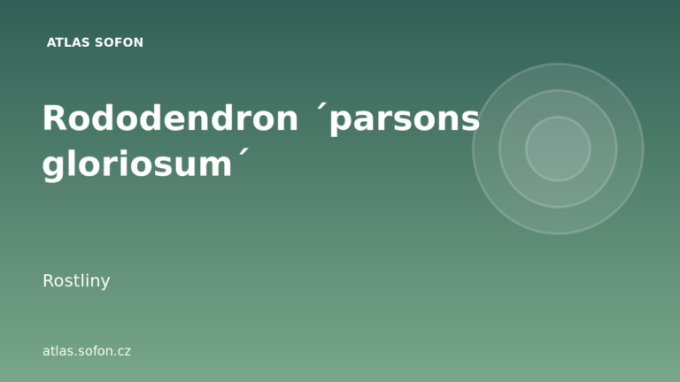 Rododendron ´parsons gloriosum´