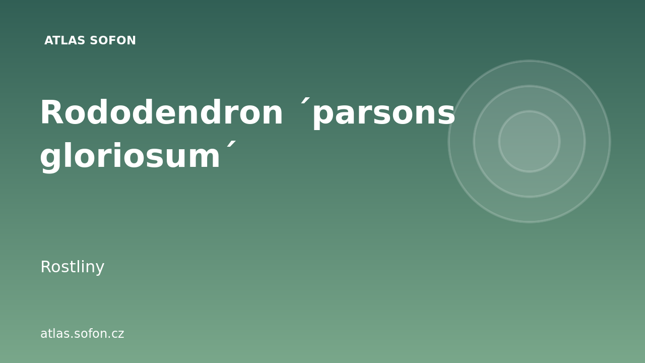 Rododendron ´parsons gloriosum´