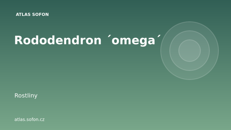 Rododendron ´omega´