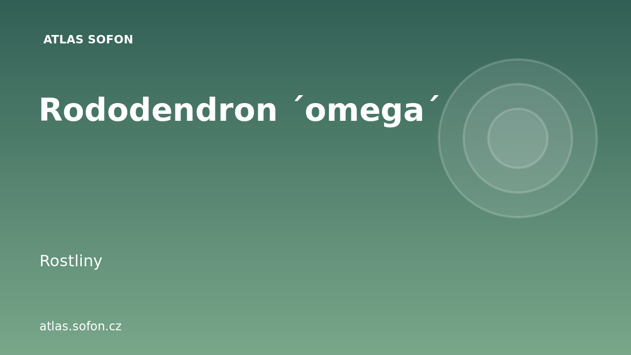 Rododendron ´omega´