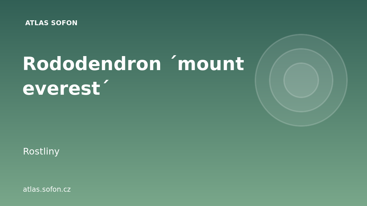 Rododendron ´mount everest´