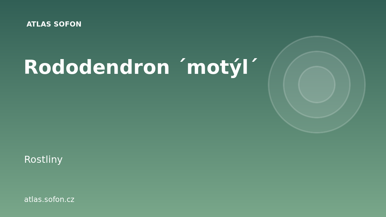 Rododendron ´motýl´