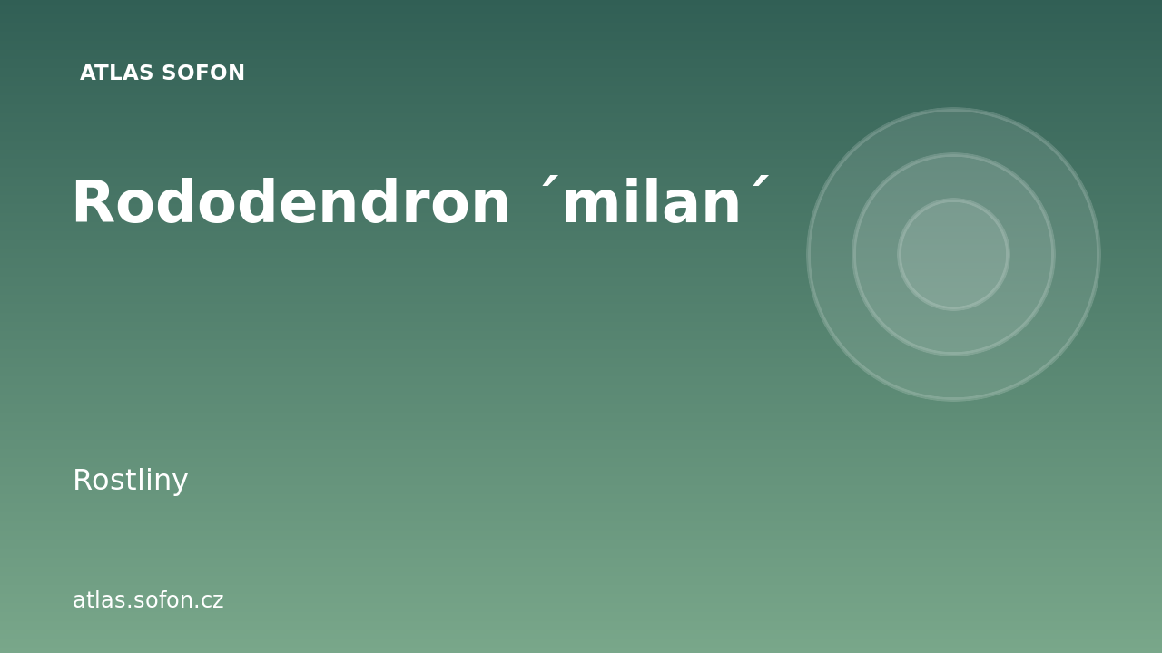 Rododendron ´milan´