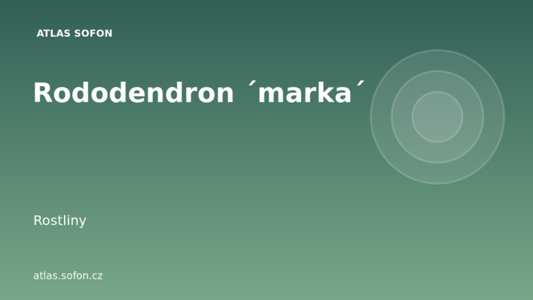 Rododendron ´marka´