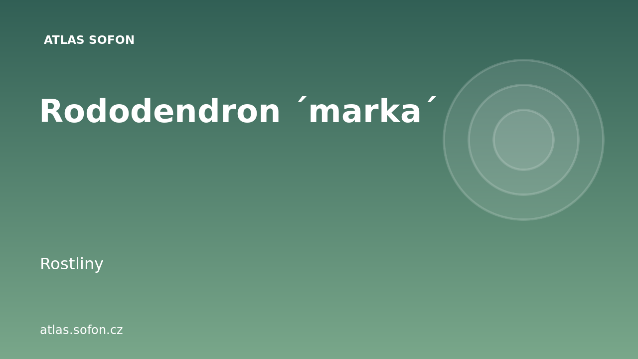 Rododendron ´marka´