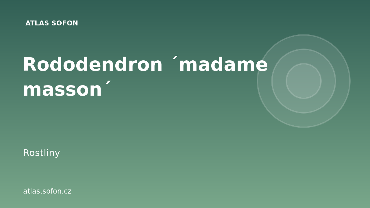 Rododendron ´madame masson´
