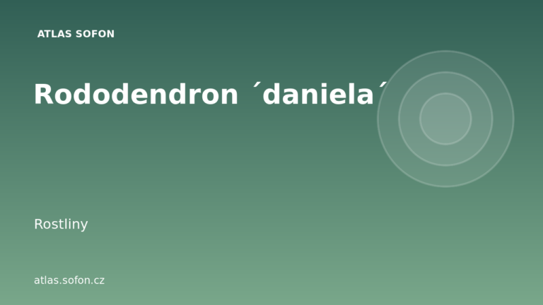 Rododendron ´daniela´