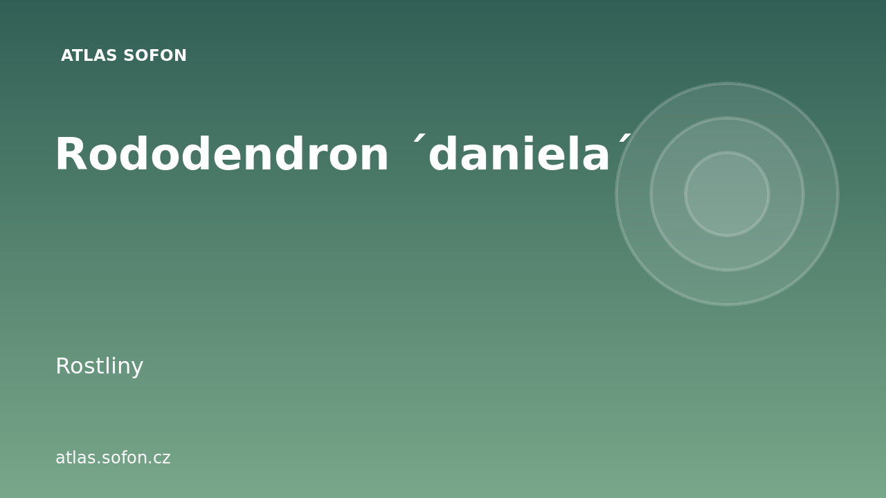 Rododendron ´daniela´