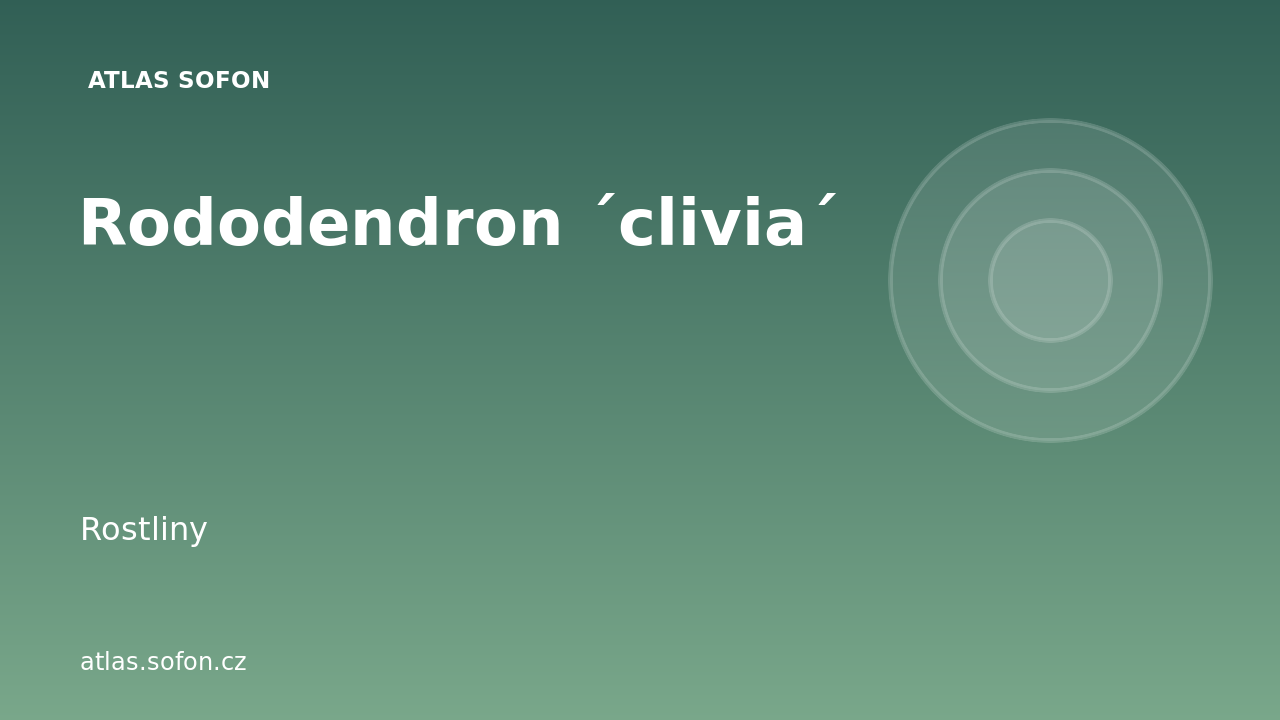Rododendron ´clivia´